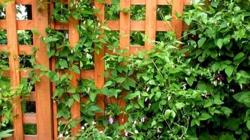 green clematis plants on wooden fence video