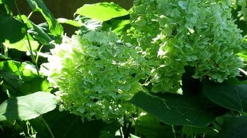 green flowers in the sun, hydrangea video