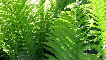 grandes feuilles de fougère verte au soleil video