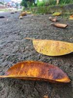 This is a photo of a brown leaf on a black asphalt