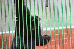 un orangután o un chimpancé foto