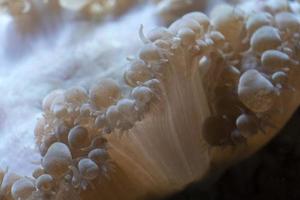 hard coral polyps detail photo