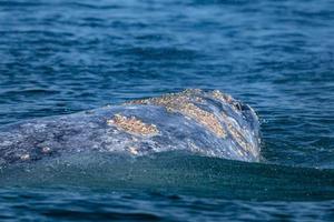 ballena gris mientras salta espiando fuera del mar foto
