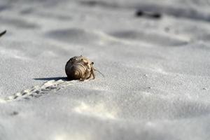 Hermit crab on white sand tropical paradise beach photo