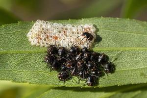 black beatles while laying eggs photo