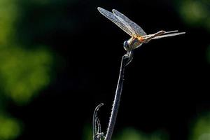 macro de libélula de cerca foto