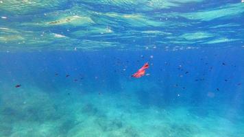 vista submarina de agua cristalina de Cerdeña mientras se bucea foto