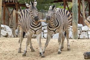 Tanzania zebra holding wood in mouth photo