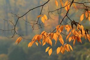 primer plano de las hojas de arce durante el otoño foto
