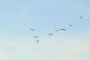 wild goose flaying near the Danube water stream photo