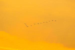 birds flying into sunset sky photo