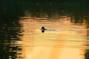 The wild goose float in the evening lake while the golden light reflected in the beautiful water surface. photo