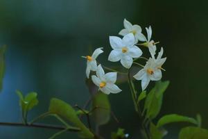 Closeup of beautiful white flowers in the park photo