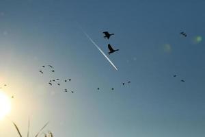 flock of wild geese silhouette on a sunset sky photo