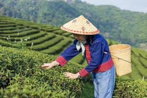 Senior asian woman in traditional cloth picking fresh tea leave in the morning in her hill side tea farming and plantation business concept photo