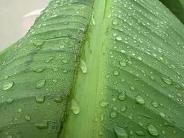 Macro of many water droplets on a banana leaf. photo