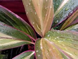 Closeup of Cordyline fruticosa on a rainy day. photo