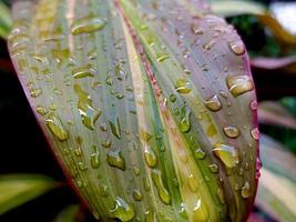 Closeup of Cordyline fruticosa on a rainy day. photo