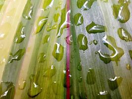 Closeup of Cordyline fruticosa on a rainy day. photo