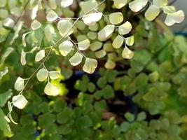 A group of beautiful leaves in the afternoon sun. photo