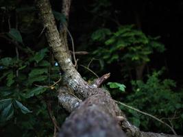 viejo árbol en el bosque. enfoque selectivo en el tronco. foto