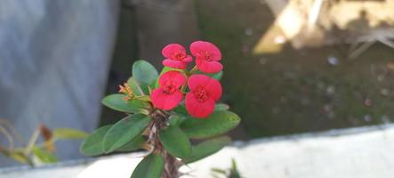 flor roja de euphorbia milii que florece en el jardín. foto