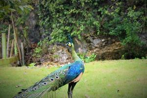 a Peacock on the grass in the park, a tourist place photo