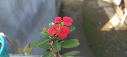Red Euphorbia milii flower blooming in the garden. photo