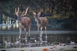deer at the river in the jungle, Indonesia photo