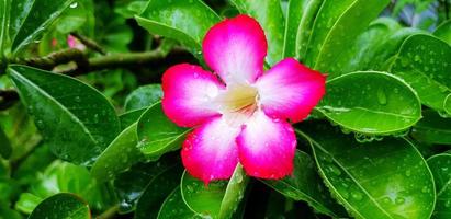 Close up beautiful pink adenium obesum flower with rain drop on green leaves after raining day in the early morning. Beauty of Nature and Freshness tree concept photo