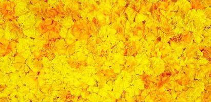 Pattern of beautiful marigold or yellow flower for background. Beauty of Natural, Flora or floral Nature wallpaper and Textured concept photo