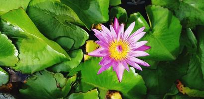 Violet or purple lotus flower blooming with green leaves and water background with copy space for add text or wording. Beauty of Nature, Petal, Pollen, floral and Shape concept