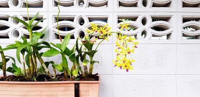 Plant of Yellow orchid and green leaves in old red flower pot hanging on white concrete wall with right copy space. Decoration, Beauty of Natural and Growth photo