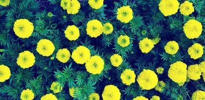 Top view of many marigold with green leaves background in blue vintage color tone at floral garden park. Beauty of Nature, Flower, Natural wallpaper and flora concept photo