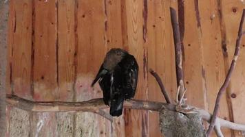 Ein schwarzer Adler oder Falke reinigt seine Federn, während er in einem Zoo auf einem Ast sitzt. ein großer Greifvogel, der hauptsächlich Fische und Wasservögel jagt. video