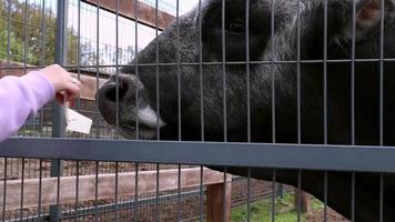 vacas grises húngaras y ucranianas en la granja. raza aborigen de ganado para la producción de carne y lácteos. criado por selección y selección de ganado gris estepario criado en los países del sur de europa. video