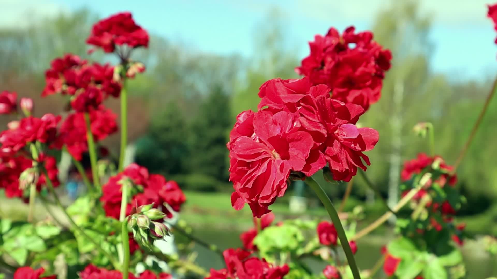 Pelargonium is a genus of plants of the Geranium family. Brightly
