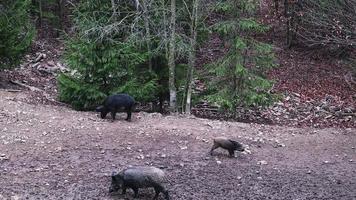 un grupo de jabalíes con cerdos jóvenes buscando comida en el bosque. una gran manada de cerdos salvajes de todas las edades en el bosque. video