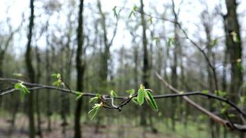 en gren av en träd med grön löv svajar i de vind mot de bakgrund av en suddig skog. ett gren blåst bort mot de bakgrund av de skog. variabel fokus. video