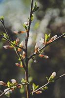 Close up sakura branch with flower buds concept photo