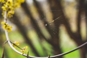 Close up spider web on blooming tree branch concept photo