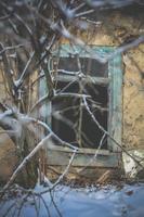 Close up overgrown branches in front of abandoned house with broken window concept photo