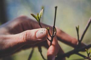 cerrar la mano femenina bien cuidada sosteniendo la rama con la foto del concepto de capullo de la planta