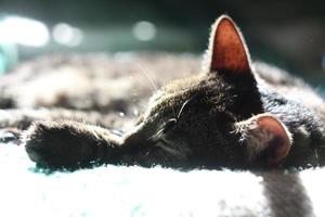 cerrar lindo gato gris durmiendo en la cama bajo la luz del sol concepto foto