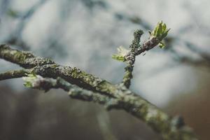 Close up old branch with growing plant buds concept photo