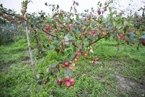 frutos rojos de azufaifo o manzana kul boroi en un árbol en bangladesh foto