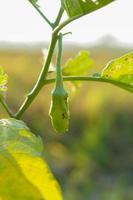 green eggplant in the field, evening sky background photo