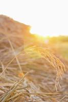 close up of rice photo