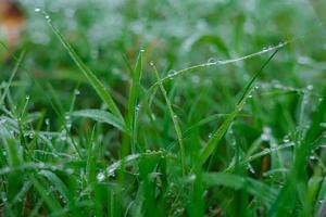 Nature background of dew drops on grass in morning light photo