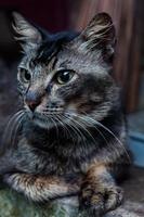 close up portrait of a cat photo